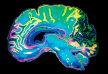 Гематоэнцефалический Барьер — Ворота Между Кровотоком и Центральной Нервной Системой